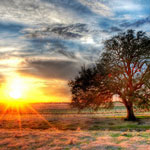 Trey Radcliff's Photograph of a tree from www.stuckincustoms.com